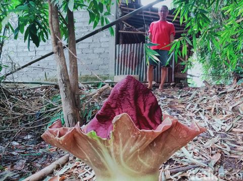 Bunga Suweg tumbuh di Kecamatan Ngawen, Klaten, Senin (23/11/2020).