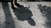 Jejak kaki itu tercetak jelas di jalan beton jalur evakuasi Merapi yang baru saja dibangun.