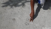 Dari jejak kaki yang ditemukan warga itu diduga ada dua hingga tiga ekor satwa.