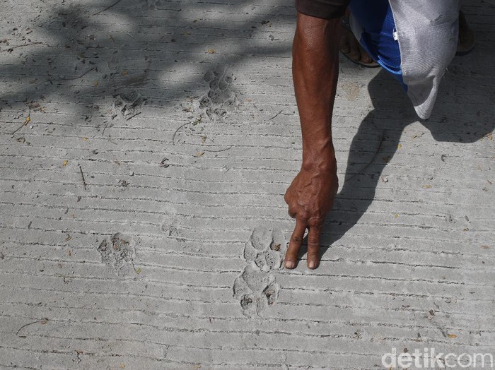 jejak tapak kaki satwa diduga macan yang ditemukan warga di jalur evakuasi Gunung Merapi, Glagaharjo, Sleman, Yogyakarta, Senin (23/11/2020).