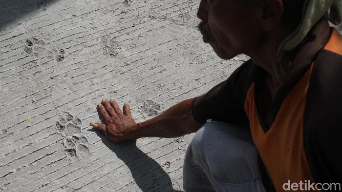 Hi... Jejak Kaki Macan Nampang di Jalur Evakuasi Merapi jejak tapak kaki satwa diduga macan yang ditemukan warga di jalur evakuasi Gunung Merapi, Glagaharjo, Sleman, Yogyakarta, Senin (23/11/2020).