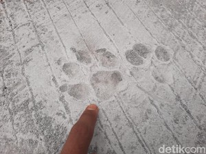 Warga Temukan Jejak Kaki Diduga Macan di Jalur Evakuasi Merapi Sleman