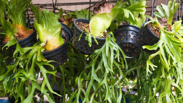 Platycerium, staghorn fern