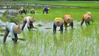 Kementerian Pertanian (Kementan) menargetkan produksi padi tahun 2021 akan mencapai 63,50 juta ton dan itu lebih tinggi dari target produksi 2020 yang mencapai 59,15 juta ton.