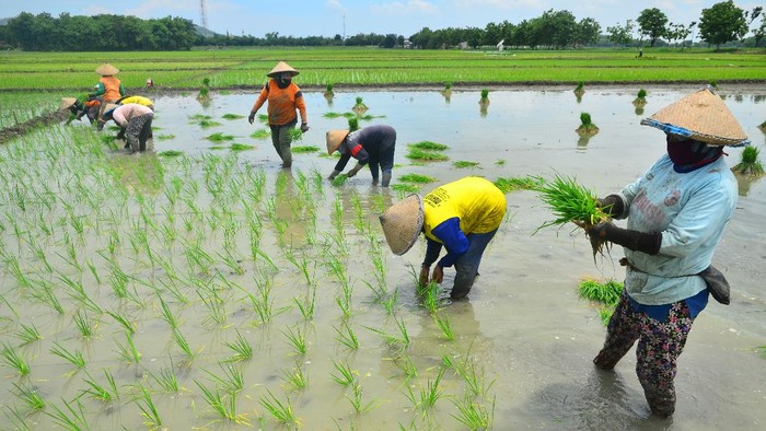 Petani menanam padi di persawahan desa Klambu, Grobogan, Jawa  Tengah, Senin (23/11/2020). Kementerian Pertanian (Kementan) menargetkan produksi padi tahun 2021 akan mencapai 63,50 juta ton dan itu lebih tinggi dari target produksi 2020 yang mencapai 59,15 juta ton. ANTARA FOTO/Yusuf Nugroho/hp.