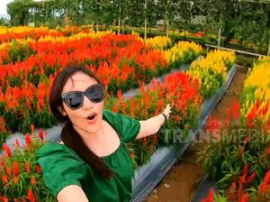 Celebrity on Vacation: Main ke Kebun Bunga Argowisata Banyuwangi