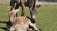 Hebatnya, setiap zebra mempunyai pola lgaris hitam putih yang berbeda-beda lho. Kalau kata ilmuwan, garis-garis ini layaknya barcode hingga bisa kita mengidentifikasi berat badan, postur tubuh, hingga tipe kehamilan. Keren! (dok. Noahs Ark Zoo Farm)