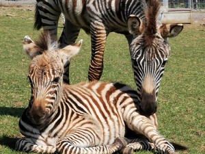 Kasihan, Bayi Zebra Mati Gara-gara Kaget Suara Kembang Api