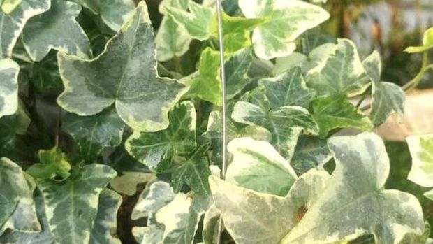 English Ivy. Ist