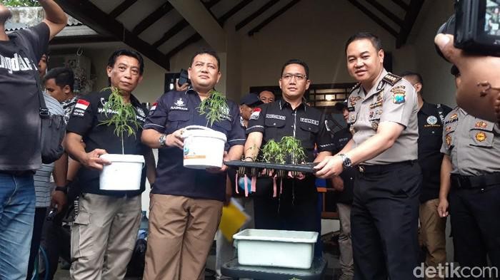 Aparat kepolisian memperlihatkan ganja hidroponik yang ditanam Ardian.