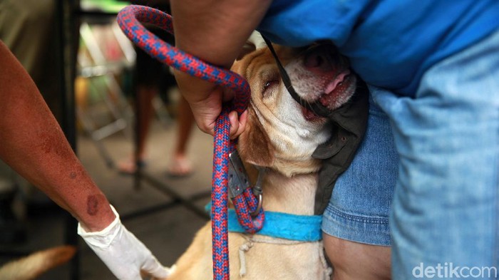 Kucing Anjing Hingga Monyet Antri Vaksinasi Anti Rabies