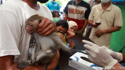 Kucing, Anjing Hingga Monyet Antri Vaksinasi Anti Rabies