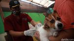 Kucing, Anjing Hingga Monyet Antri Vaksinasi Anti Rabies