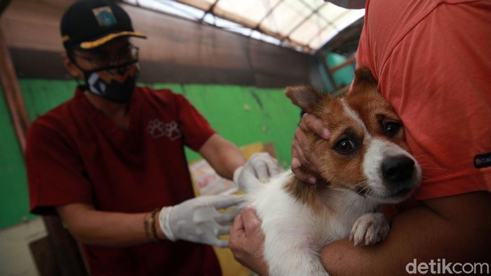 Kucing, Anjing Hingga Monyet Antri Vaksinasi Anti Rabies Vaksinasi rabies secara gratis untuk hewan peliharaan digelar di Pesanggarahan,Jakarta Selatan. Kucing, anjing, monyet hingga musang antri untuk divaksin.