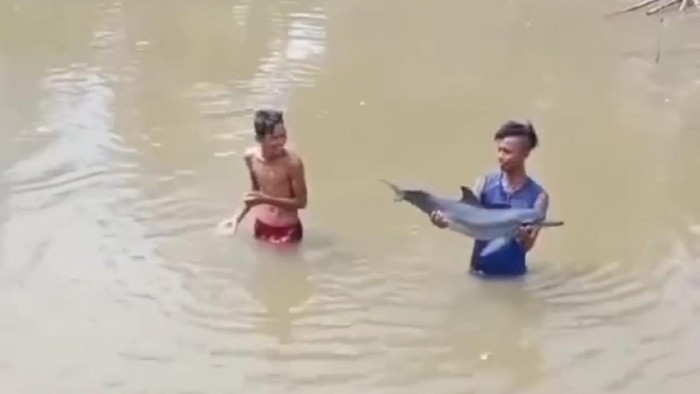 Lumba-lumba di sungai Krueng Musa, Aceh Timur (Dok. Screenshot video).