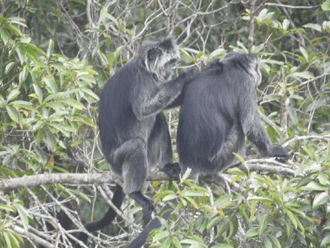 Lutung di Gunung Merapi terpantau turun di Klaten, November 2020.