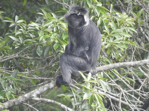 Sejumlah Lutung Merapi Sempat Turun Pasca-guguran, Ini Kata TNGM