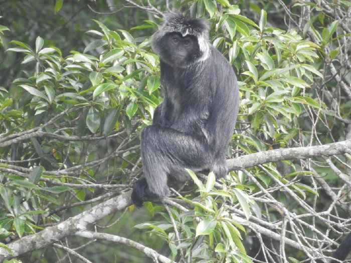 Lutung di Gunung Merapi terpantau turun di Klaten, November 2020.