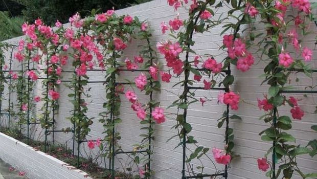 Mandevilla. Ist Mandevilla. Ist