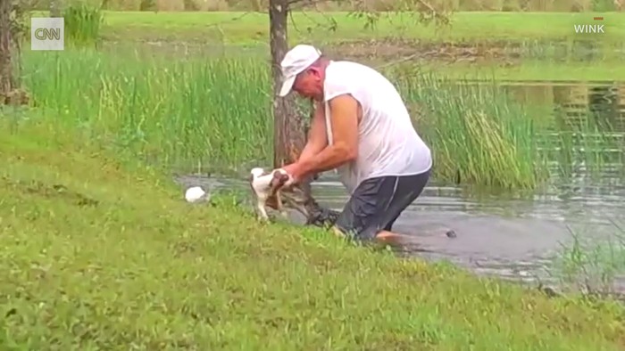 Menegangkan, Pria Ini Selamatkan Anak Anjing dari Mulut Aligator