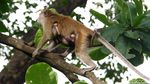 Melongok Aktivitas Para Penghuni Pohon di Muara Angke