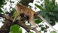 Keberadaan kelompok Monyet ekor panjang yang ada di kawasan Muara Angke ini pun menjadi salah satu jenis primata yang dilindungi.