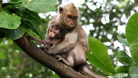 Seperti diketahui, kawasan Muara Angke memiliki suaka margasatwa yang menjadi rumah bagi sejumlah satwa, termasuk monyet ekor panjang.