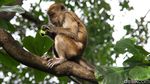Melongok Aktivitas Para Penghuni Pohon di Muara Angke