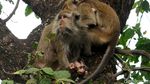 Melongok Aktivitas Para Penghuni Pohon di Muara Angke