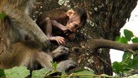 Meski kerap muncul di area yang ramai aktivitas masyarakat, warga diimbau untuk tak memberikan makan monyet-monyet tersebut di luar kawasan suaka margasatwa. Pasalnya hal tersebut dapat memicu perubahan perilaku monyet ekor panjang di kawasan itu.