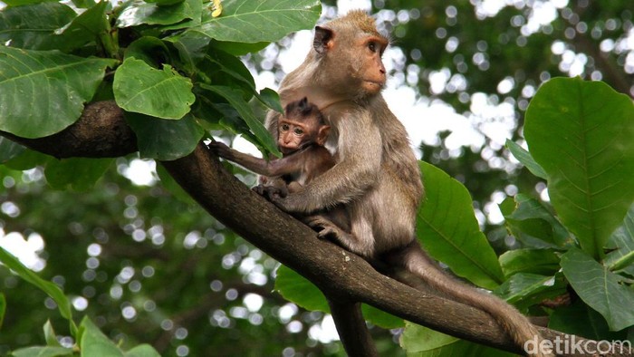 Sejumlah monyet ekor panjang jadi penghuni kawasan Muara Angke. Keberadaan hewan mamalia itu jadi pemandangan menarik di tengah padatnya kehidupan Kota Jakarta.