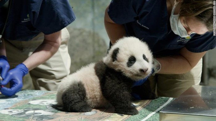 Panda Xiao menjadi kesayangan warga Washington