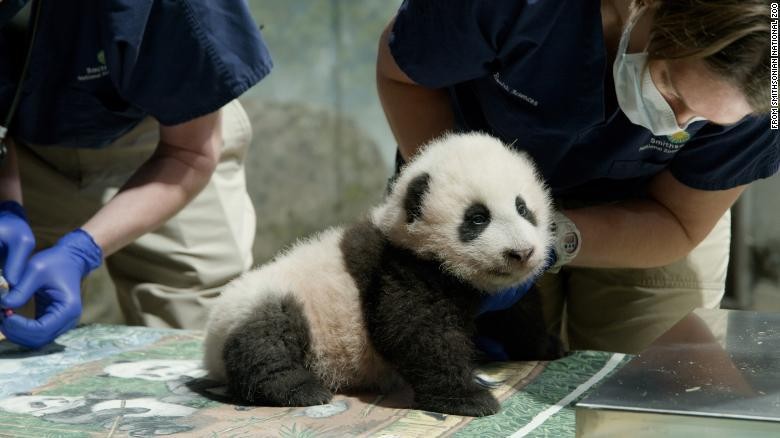 Panda Xiao menjadi kesayangan warga Washington Panda Xiao menjadi kesayangan warga Washington