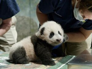 Washington Kedatangan Bayi Panda, Diberi Nama Keajaiban Kecil