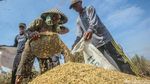 Panen Merosot-Harga Pupuk Selangit, Petani Menjerit
