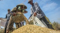 Meski demikian, tak membuat para petani senang seutuhnya. Mereka mengeluhkan harga pupuk yang lebih mahal dari pada harga padi yang dijualnya saat panen seperti ini.