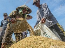 Daya Beli Petani Naik 0,49%, NTP November 121,29