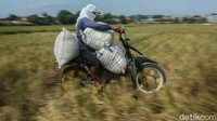 Bahkan, petani lain juga berujar Lahan seluas 5.000 meter persegi biasanya bisa menghasilkan sekitar 3 ton gabah, tetapi panen kali ini hanya memperoleh 1,8 ton gabah.
