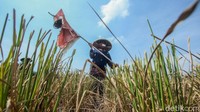 Beginilah salah satu aktivitas para petani yang merontokkan bulir padi hasil panen di lahan persawahan di Cikarang, Jawa Barat. 