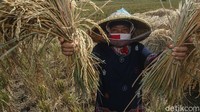 Curah hujan yang tinggi dan serangan hama burung menyusutkan hasil panen kali ini. Selain merosotnya hasil panen, musim tanam kali ini petani harus dihadapkan dengan harga pupuk yang melonjak tajam.