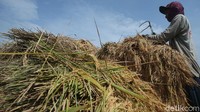 Salah satu petani mengaku harga pupuk bisa mencapai harga 650 ribu rupiah per kuintal. Sedangkan harga padi hasil panen yang dijual hanya 400 ribu per kuintal. Padahal sekitar akhir Agustus lalu, petani setempat membeli pupuk urea sekitar Rp 2.000 per kilogram. Namun, pertengahan bulan September, harga pupuk tersebut sudah melonjak hingga Rp 6.000 per kilogram.