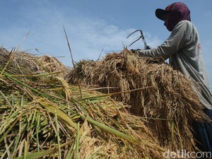 Mirisnya Nasib Petani Kala RI Berhasil Swasembada Beras