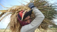 Hal tersebut tentu membuat para petani menjerit dengan harga padi yang lebih murah dari pada beli pupuknya. Lahan seluas 10 hektar tersebut biasanya dapat menghasilkan padi sebanyak 70 ton.