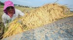 Panen Merosot-Harga Pupuk Selangit, Petani Menjerit
