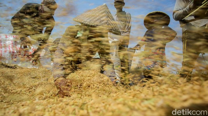 Sejumlah petani memanen padi di Cikarang, Jawa Barat. Meski panen kali ini terbilang cukup, tapi para petani ini tetap menjerit. Kenapa?