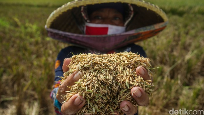 Sejumlah petani memanen padi di Cikarang, Jawa Barat. Meski panen kali ini terbilang cukup, tapi para petani ini tetap menjerit. Kenapa?
