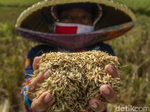 Panen Raya, Bulog Diminta Maksimalkan Penyerapan Padi di Jateng