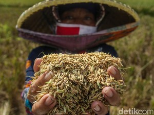 Harga Pupuk Non Subsidi Makin Mahal, Ini Biang Keroknya