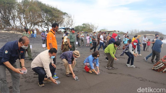 Pelepasliaran tukik di Pantai Trisik pada Minggu (22/11/2020).