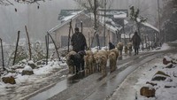 Peternak menggiring dombanya pulang di tengah hujan salju.